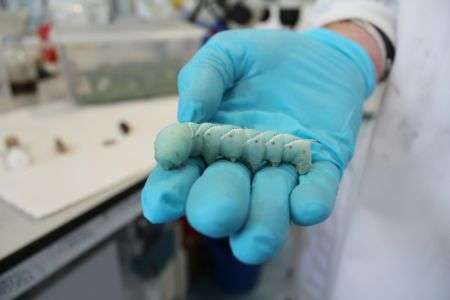 Scientists plan to cut insect pests down to size by turning their own hormones against them