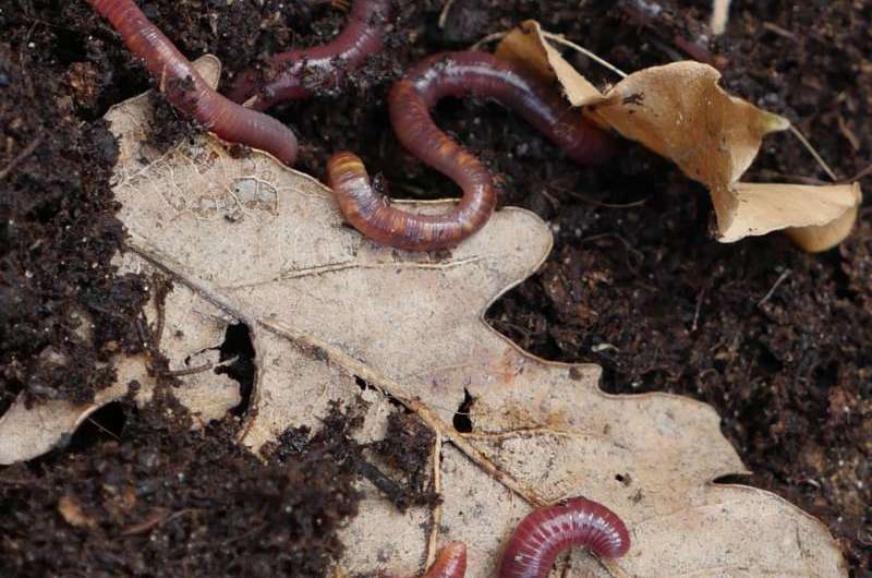 Scientists solve mystery behind earthworm digestion