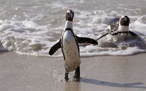 Scientists squabble while Africa's only penguins perish