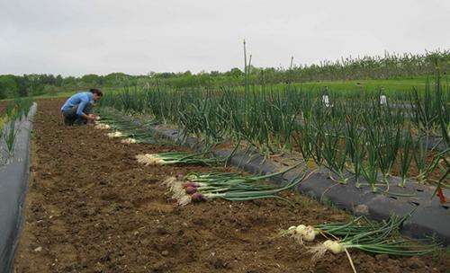 Scientists successfully grow onions overwintered in low tunnels