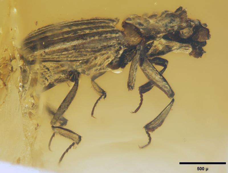 Scientist unravels the mysteries of a beetle that lived a million centuries ago