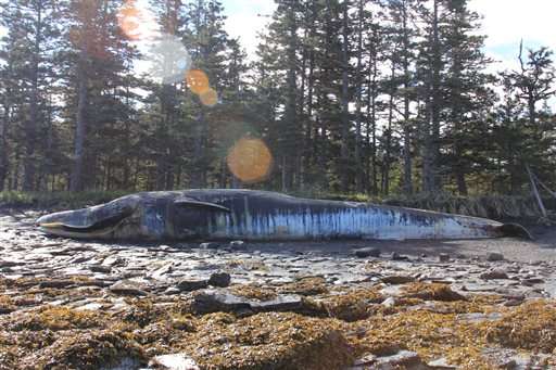 Scientist: Whale deaths off Alaska island remains mystery