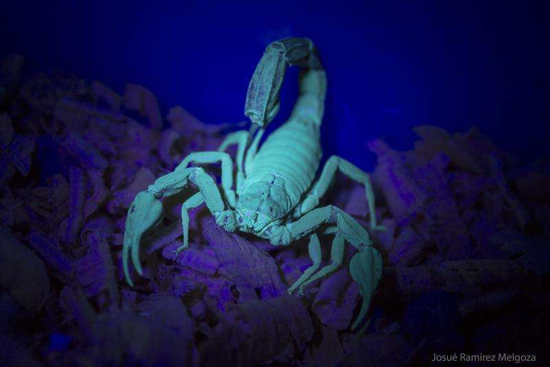 Scorpion venom has toxic effects against cancer cells