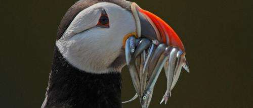 Scottish puffins found with plastic pellets in their stomachs