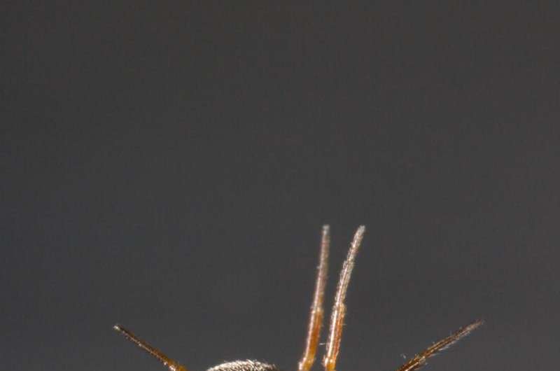 Seafaring spiders depend on their 'sails' and 'anchors'