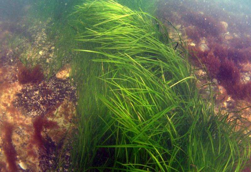 Seagrass thrives surprisingly well in toxic sediments -- but still dies all over the world