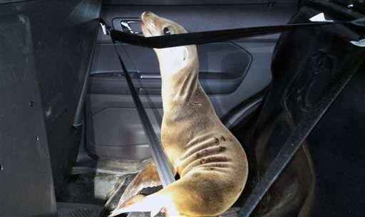 Sea lion pup waddles away from water, gets ride back to sea