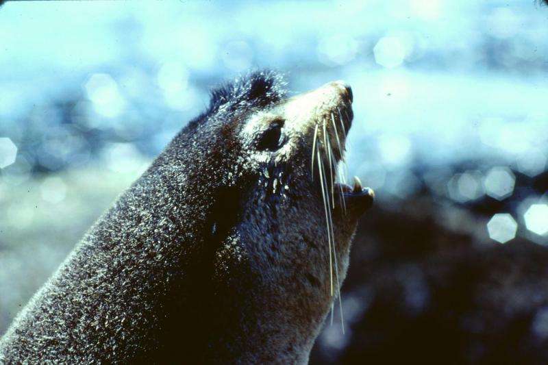 Seal pups listen for long distance calls to locate their mothers