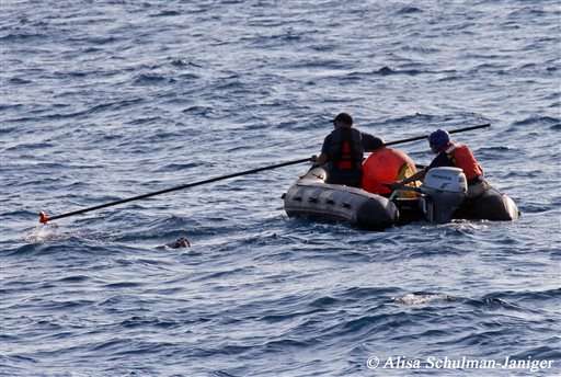 Search resumes for tangled blue whale off California coast