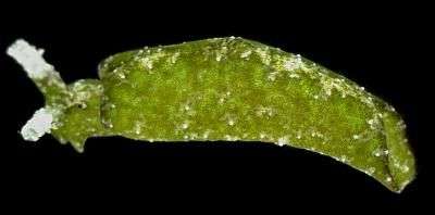 Sea slug found to track seaweed by sniffing its defensive chemicals