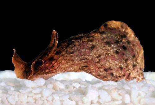Sea slug provides new way of analyzing brain data
