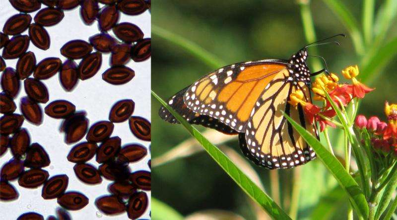Seasonal monarch butterfly migrations may help lower infection levels