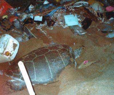 Sea turtles face plastic pollution peril