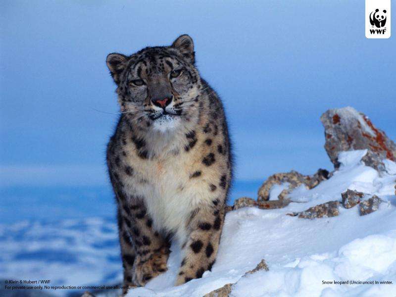 Second snow leopard successfully collared with satellite-GPS technology in Nepal