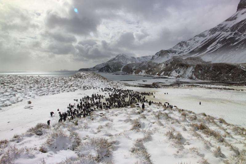 Secret life of penguins revealed
