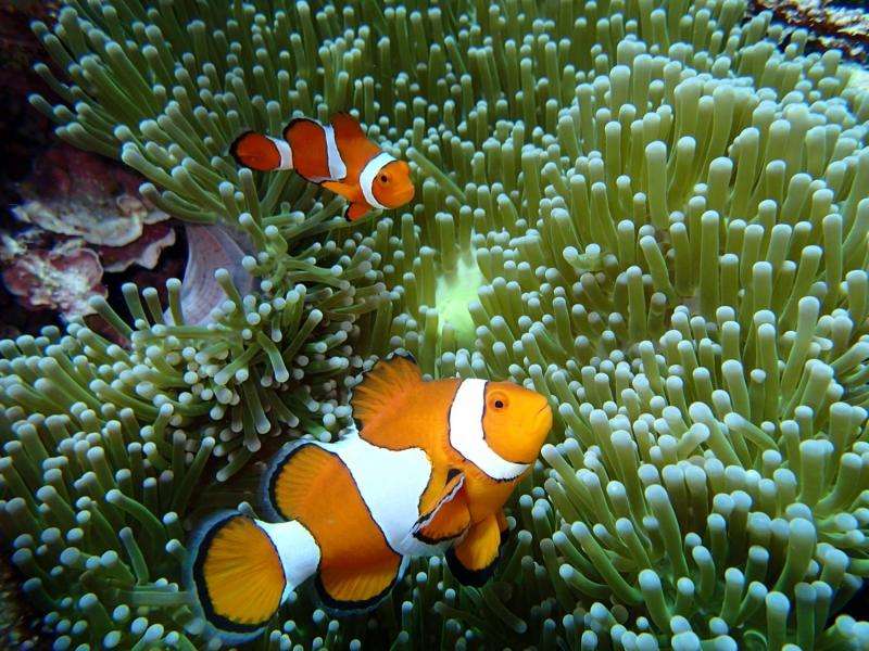 Sediment makes it harder for baby Nemo to breathe easy