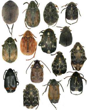 Seed beetle diversity in Xinjiang, China