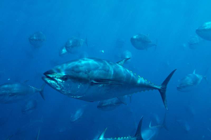 Seeking plans for bluefin recovery and reduced fishing capacity