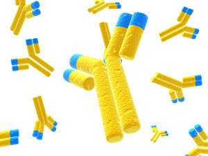 Self-cleaving peptides are key for easy and efficient monoclonal antibody production