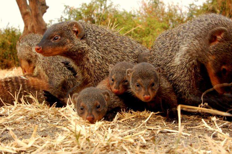Selfishness lasts a lifetime, according to mongoose study