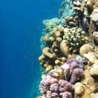 Self-regulating coral protect themselves against ocean acidification