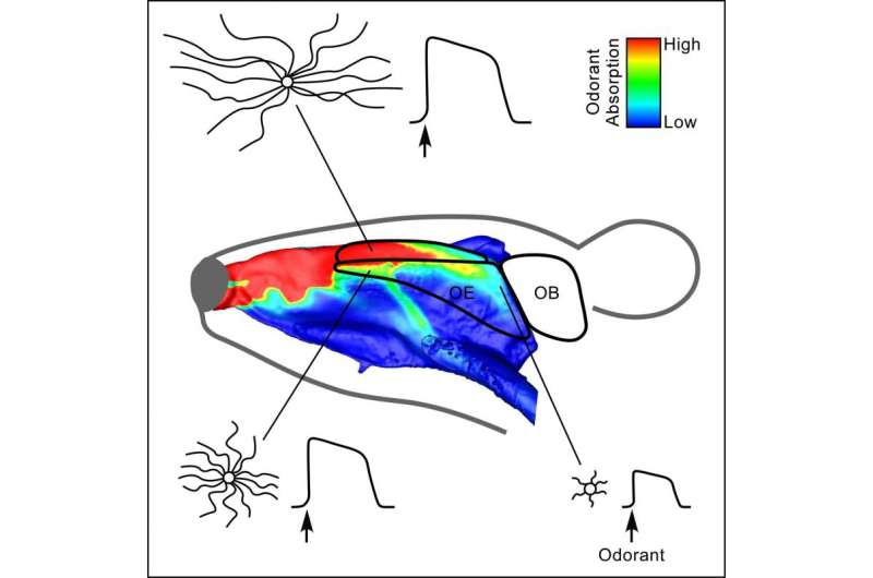 Sensitivity of smell cilia depends on location and length in nasal cavity