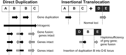Sequencing genetic duplications could aid clinical interpretation