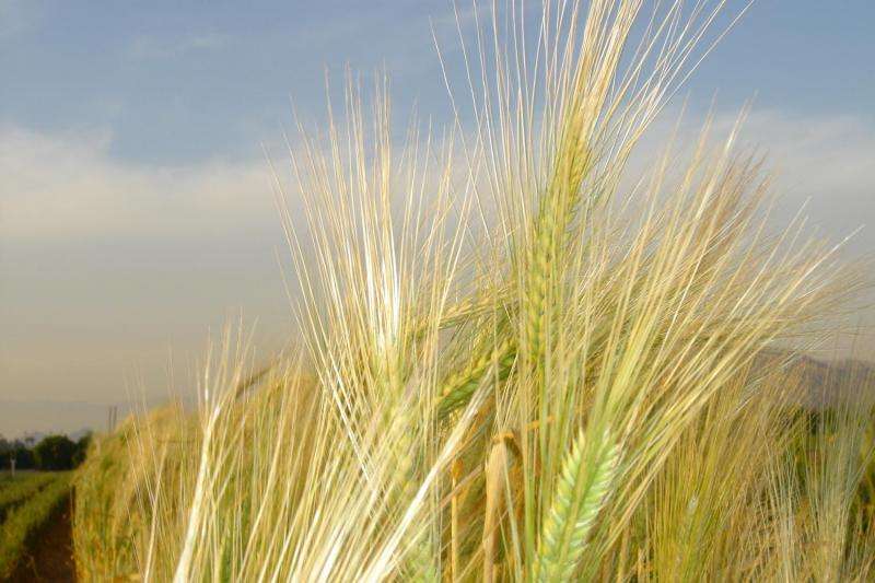 Sequencing of barley genome achieves new milestone