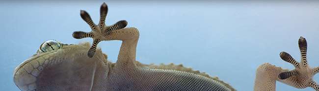 Setex™ is the first commercially available gecko-inspired adhesive.