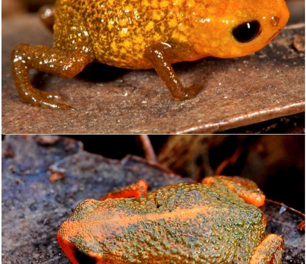 Seven new miniaturized frog species found in the Brazilian Atlantic Rainforest
