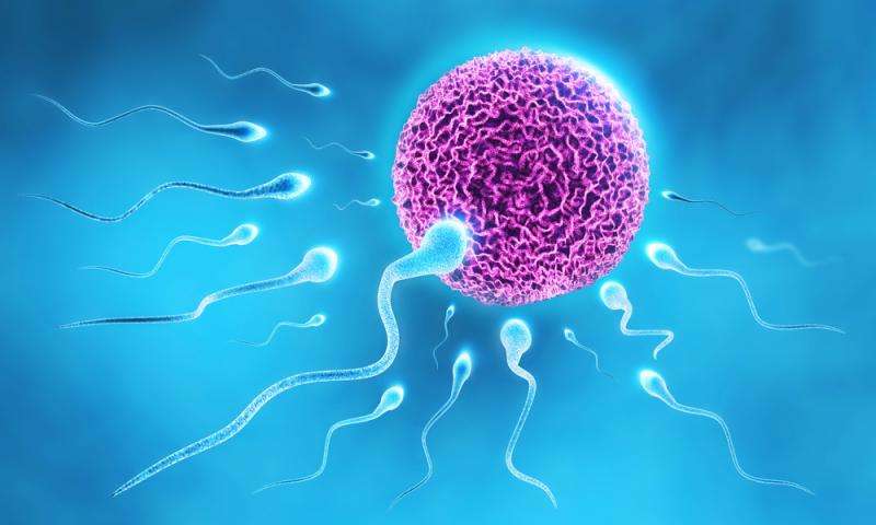 Shared genetics in humans and roundworms shed light on infertility, study finds