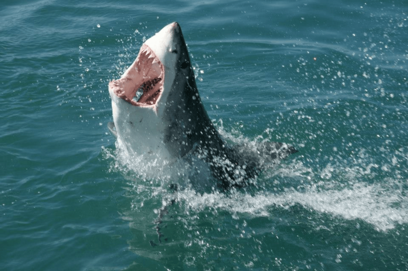 Shark attacks are so unlikely, but so fascinating