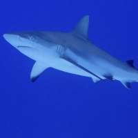 Shark deterrent research reveals interesting results