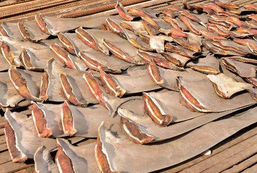 Shark fins, like these pictured in Indonesia, are coveted in Asia for medicinal and cooking uses