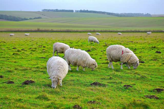 Sheep benefit from grazing spring crops