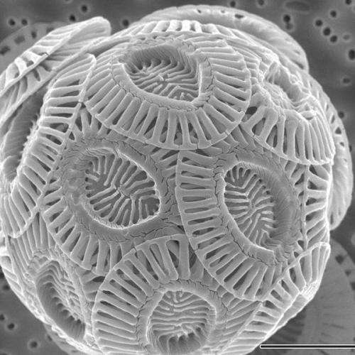 Shell-shocked: Ocean acidification likely hampers tiny shell builders in Southern Ocean