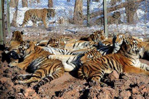 Siberian tigers in their enclosure at the Siberian Tiger Park in Harbin
