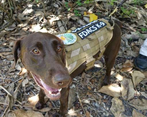 Sierra, a chocolate lab, is one of two specially trained dog detectives that help sniff out Giant African Snails in Miami, Flori