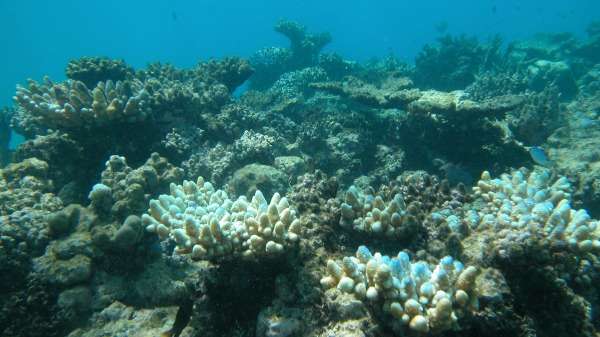 Silent extinctions on coral reefs