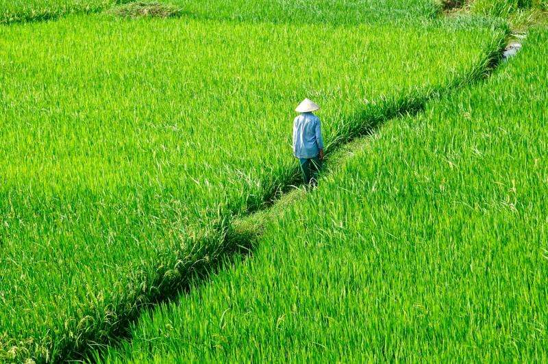 Silicon 'plant stones' for strong rice: Fertilizing &amp; recycling Si in Vietnamese fields