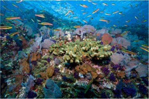 Simple index assesses reef health to guide fisheries management choices