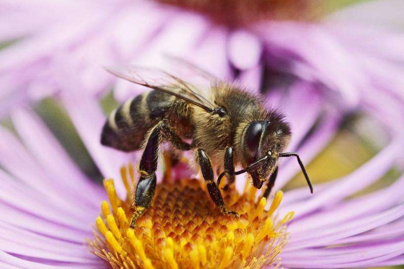Simpler method for measuring viral infections in bees