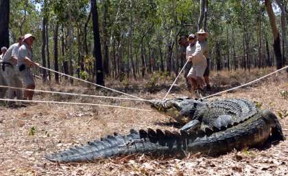 Size matters when crocs are on the move