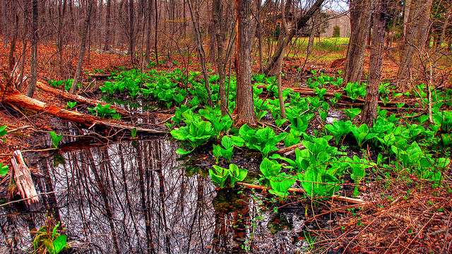 Skunk cabbage blooms are a stinky herald of spring