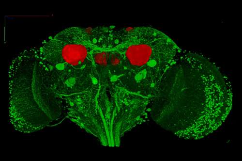 Sleep- and wake-dependent neuronal changes in fruit fly brains