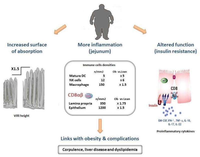 Small intestine contributes to chronic inflammation in obesity