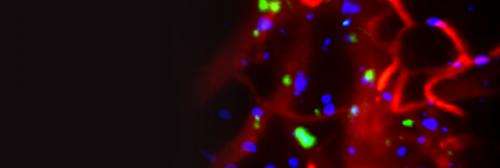 Small molecule helps get stem cells to sites of disease and damage