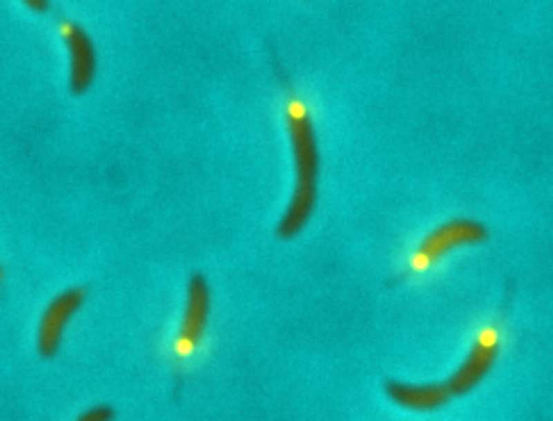 Small signaling molecule gives green light for cell division