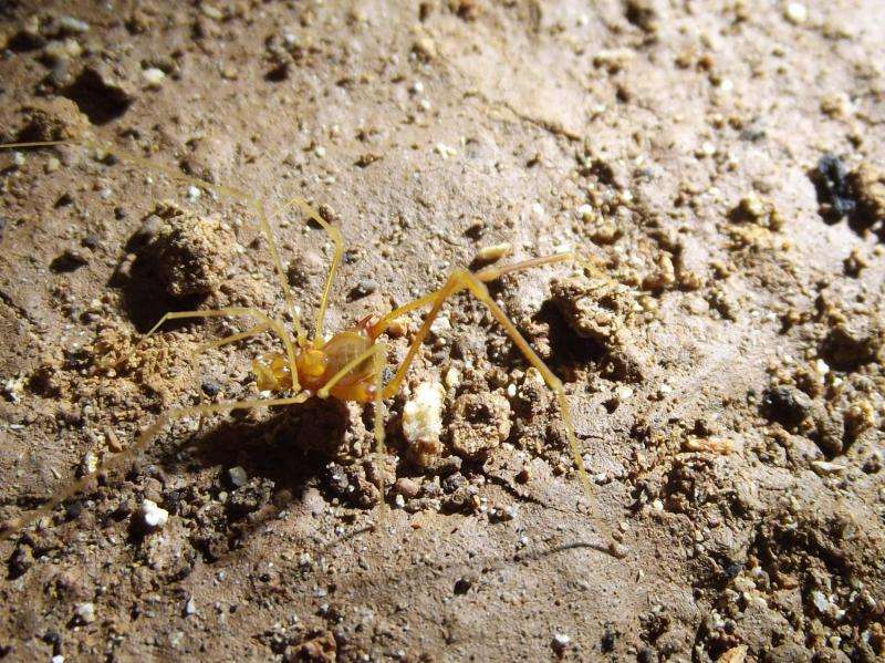 Smeagol found underground in Brazil: New eyeless and highly modified harvestman species