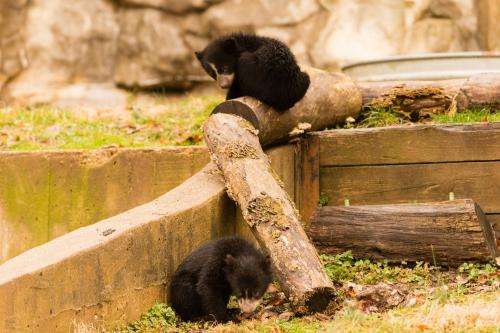 Smithsonian's National Zoo asks public to name Andean bear cub brothers